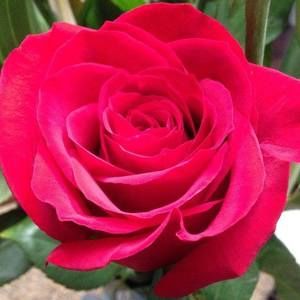 Meet your Posher, Mc